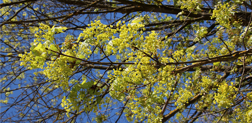 Maples--Beyond the Syrup!